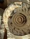 Тарелка для Пасты Коралл Milk Stone 812251824902 &ndash; фото 4
